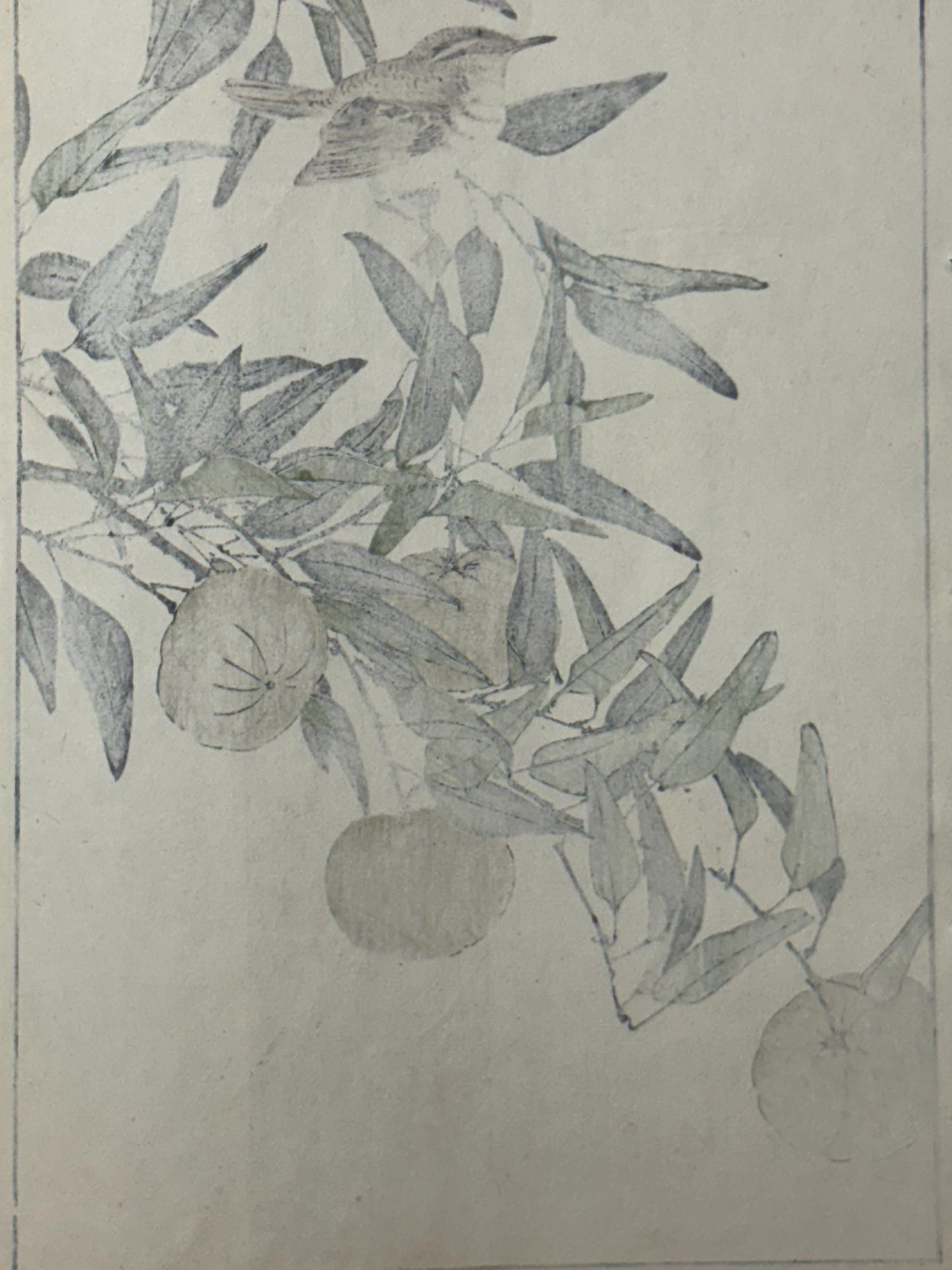 Japanese Antique Original Woodcut Print, 1892, Imao Keinen, "Kouji, Zitting cisticola"