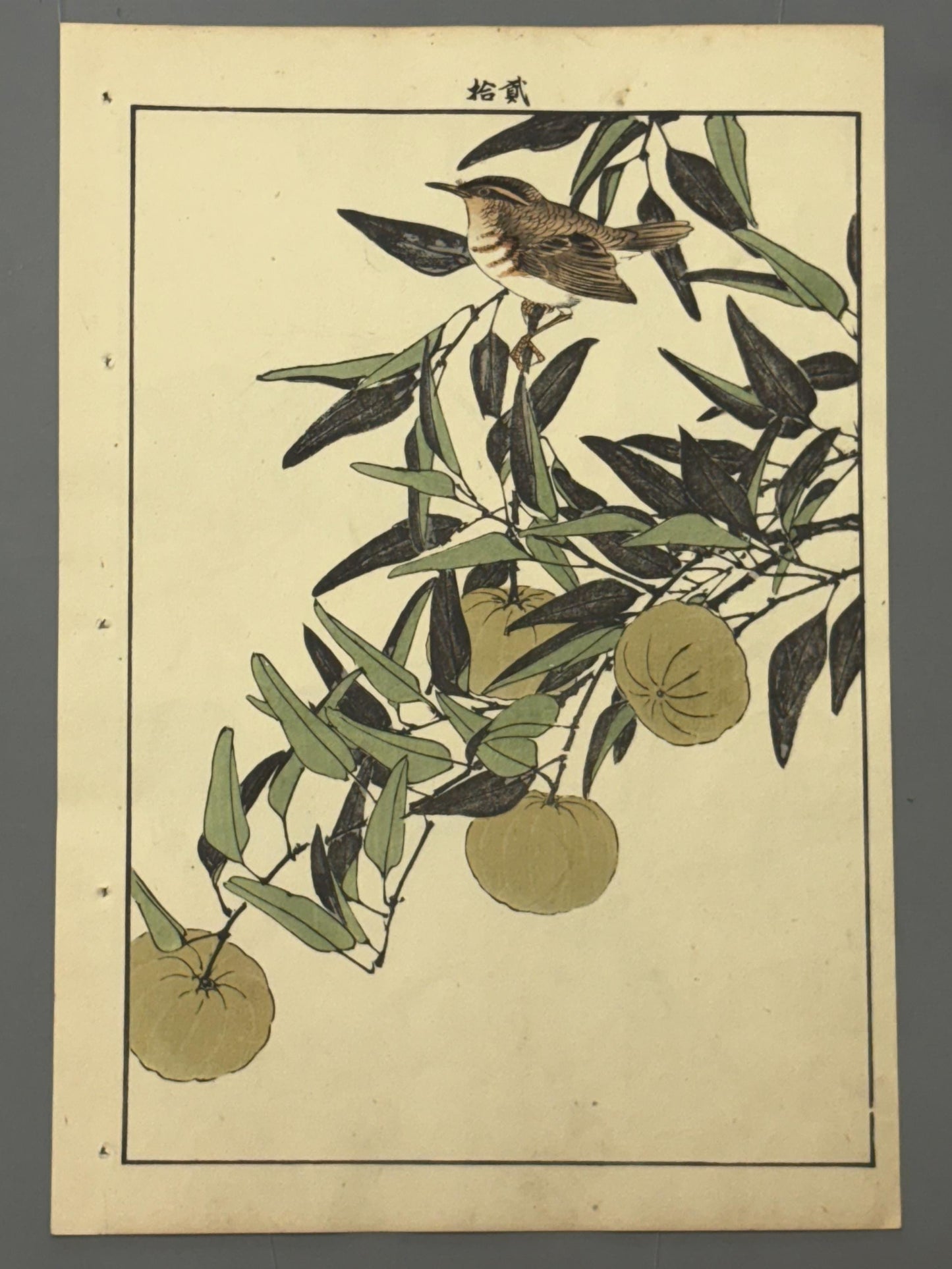 Japanese Antique Original Woodcut Print, 1892, Imao Keinen, "Kouji, Zitting cisticola"