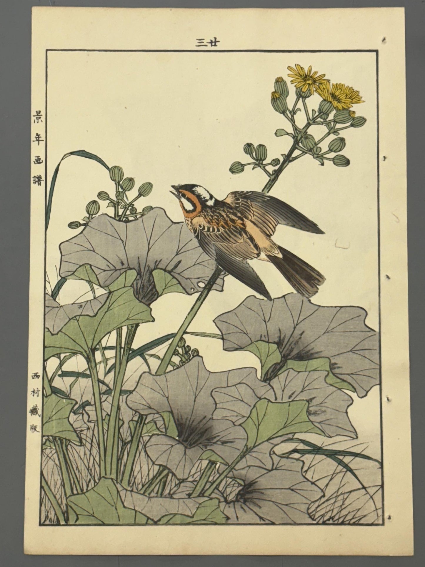 Japanese Antique Original Woodcut Print, Imao Keinen, "Farfugium japonicum, Meadow Bunting"