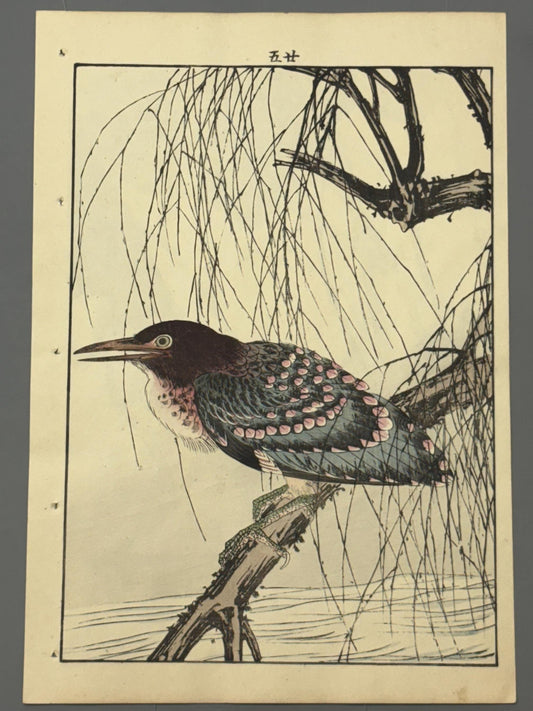 Japanese Antique Original Woodcut Print, Imao Keinen, "Withy, Black-crowned night heron Night heron"