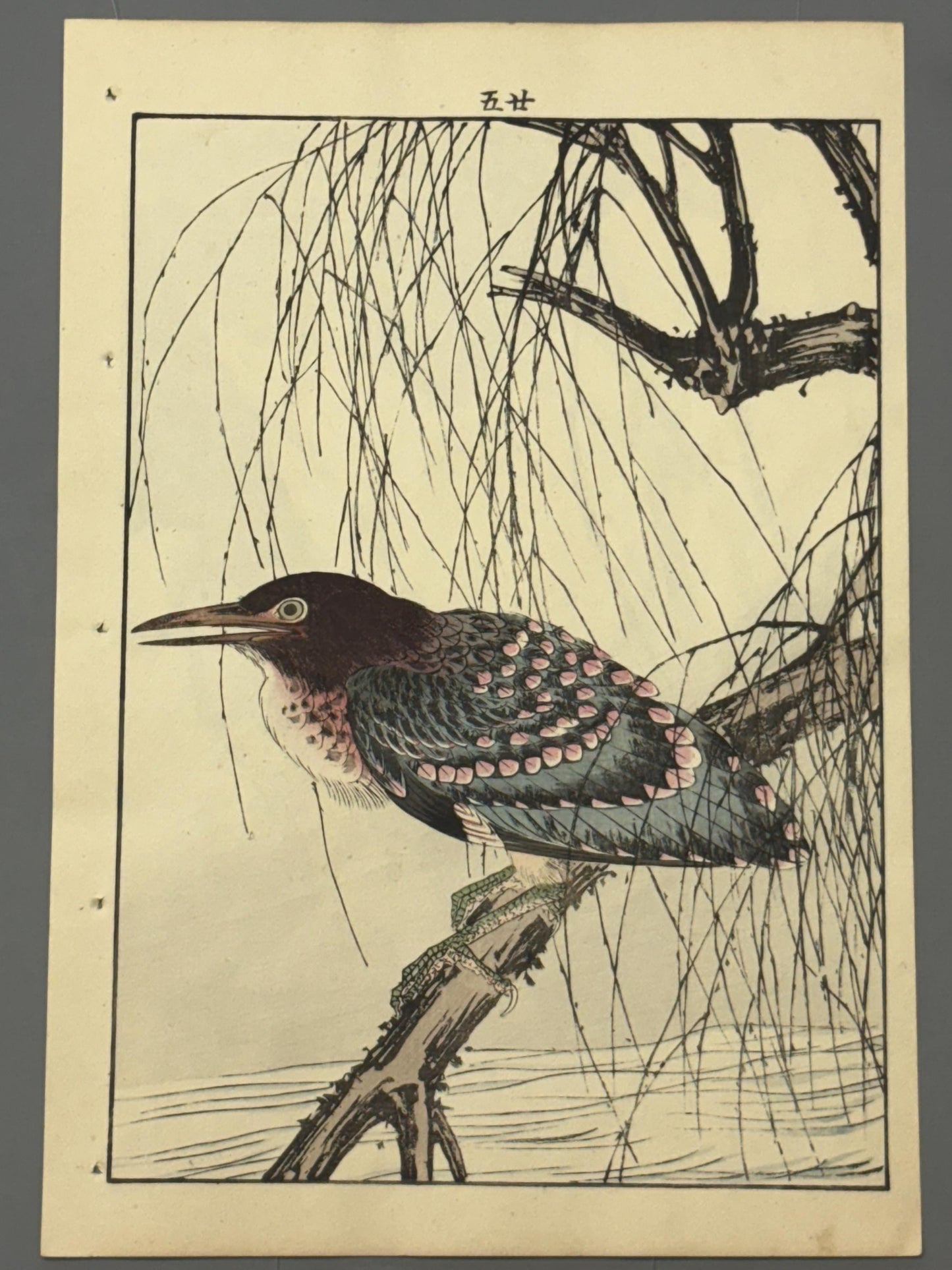 1892,Japanese Antique Original Woodcut Print, Imao Keinen, "Withy, Black-crowned night heron Night heron"