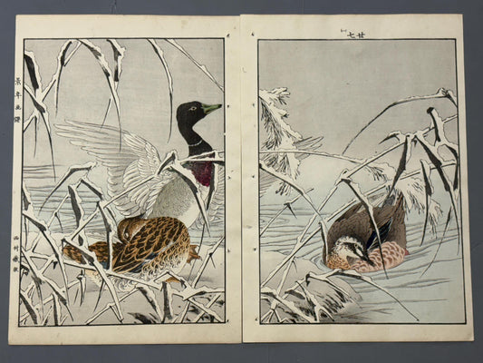 Japanese Antique Original Woodcut Print, Imao Keinen, "Reed, Duck"