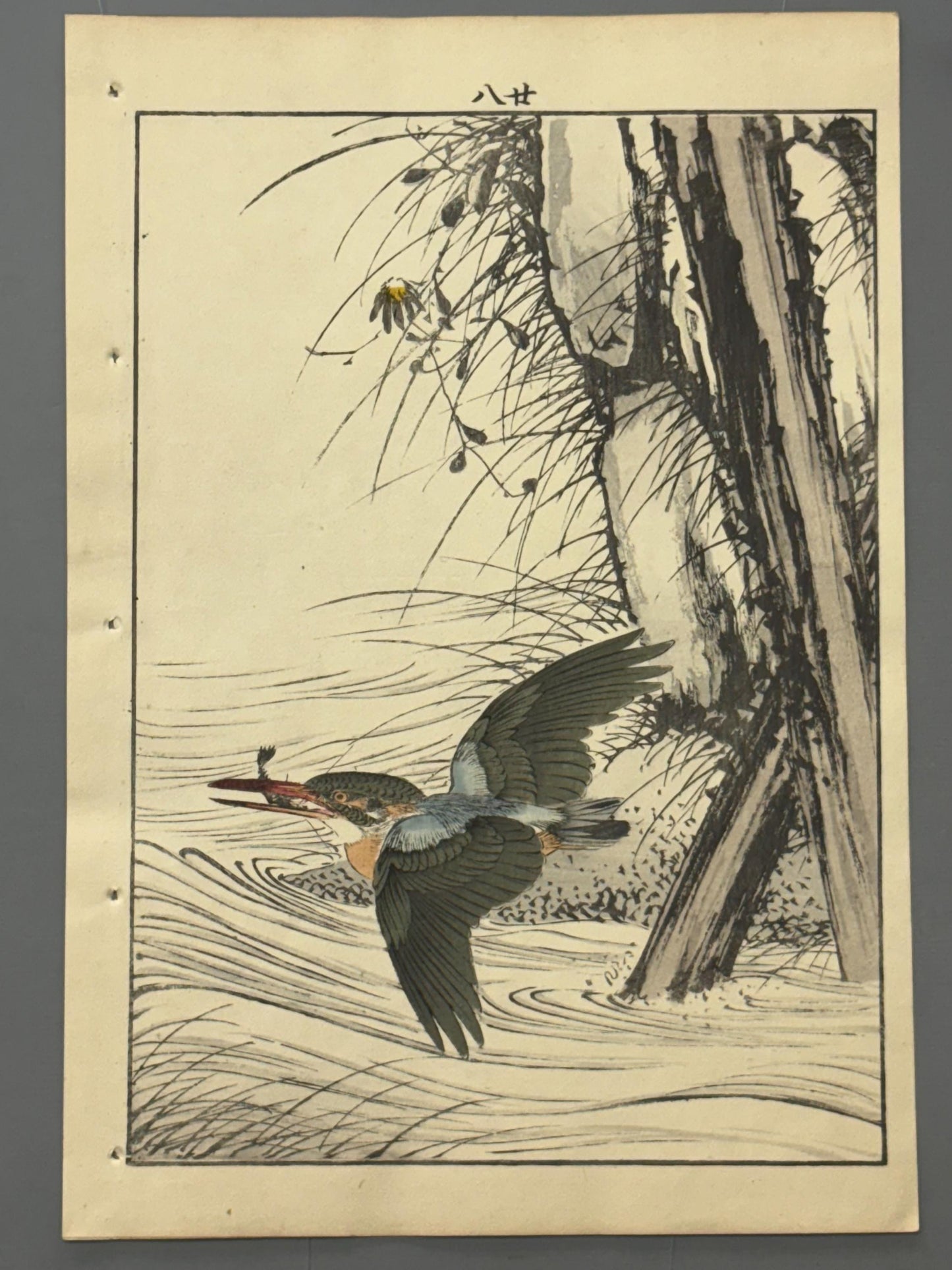 Japanese Antique Original Woodcut Print, 1892, Imao Keinen, "Aster yomena, Common Kingfisher"
