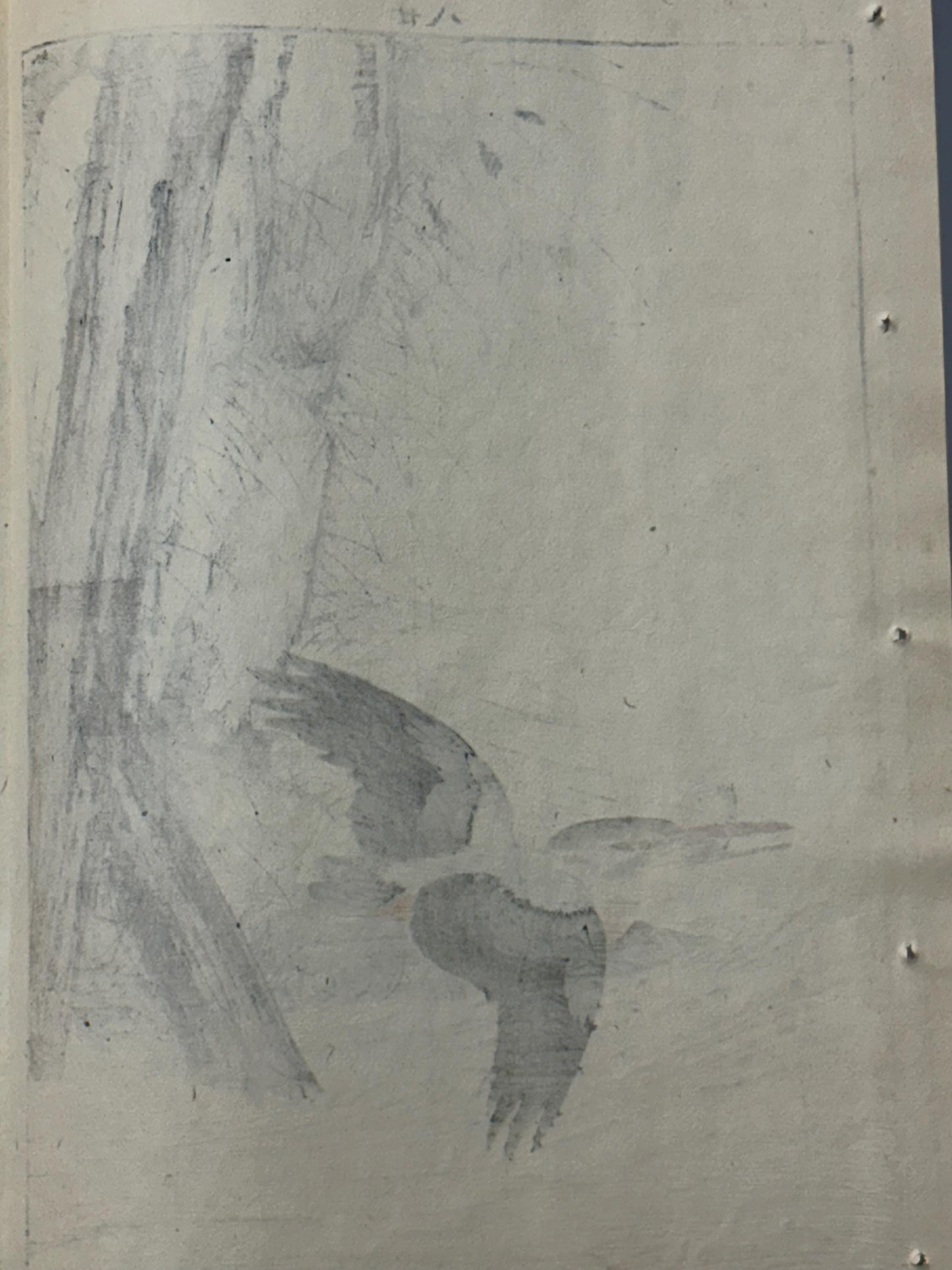 Japanese Antique Original Woodcut Print, 1892, Imao Keinen, "Aster yomena, Common Kingfisher"
