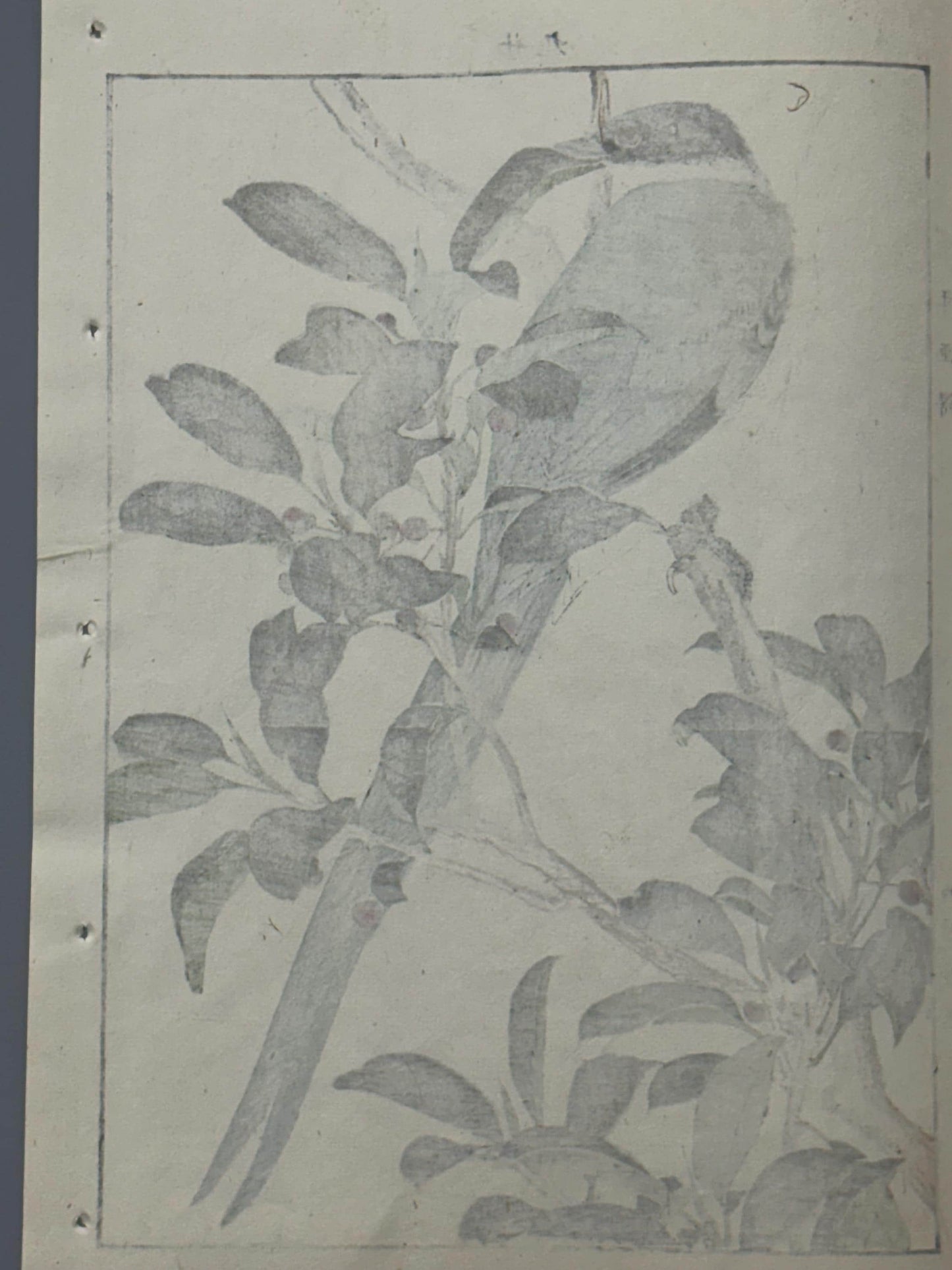 Japanese Antique Original Woodcut Print, 1892, Imao Keinen, "Sakaki, Azure-winged magpie"