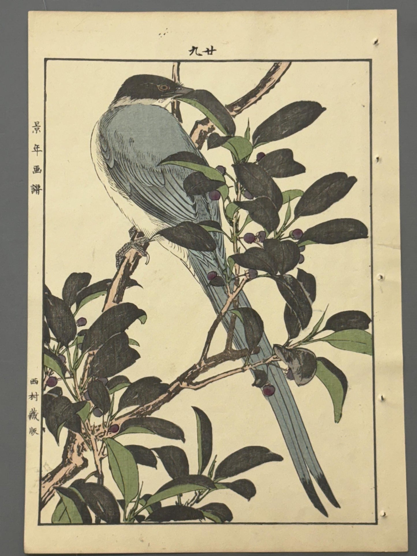 Japanese Antique Original Woodcut Print, 1892, Imao Keinen, "Sakaki, Azure-winged magpie"