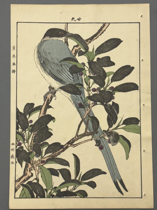 Japanese Antique Original Woodcut Print, 1892, Imao Keinen, "Sakaki, Azure-winged magpie"