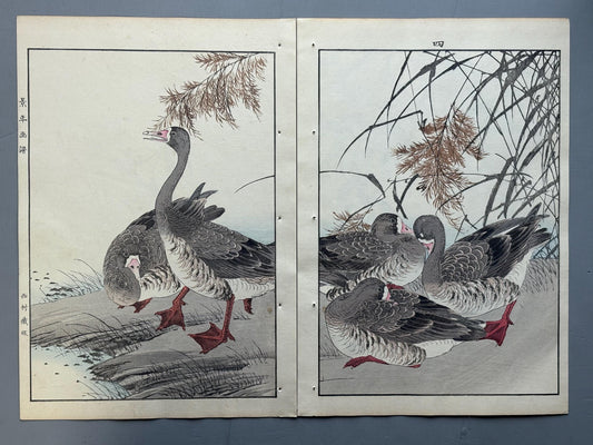 Japanese antique woodcut print, 1892, Imao Keinen, "Common reed, Goose"