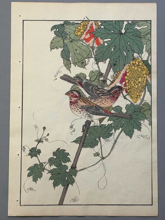 Japanese Antique Original Woodcut Print, Imao Keinen, "Bitter melon, Long-tailed Rosefinch"
