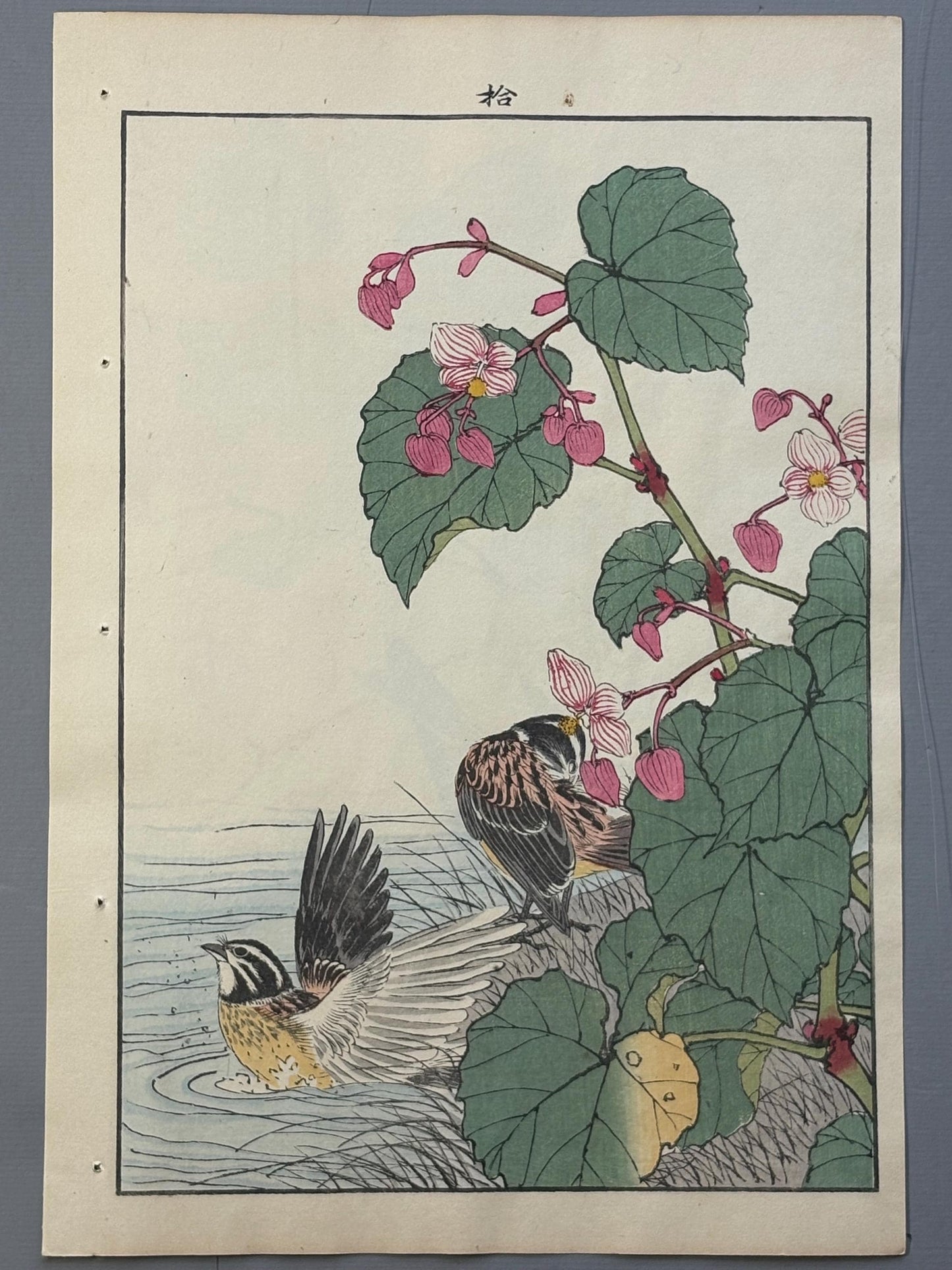 Japanese Antique Original Woodcut Print, 1892, Imao Keinen, "Hardy begonia, Japanese reed bunting"