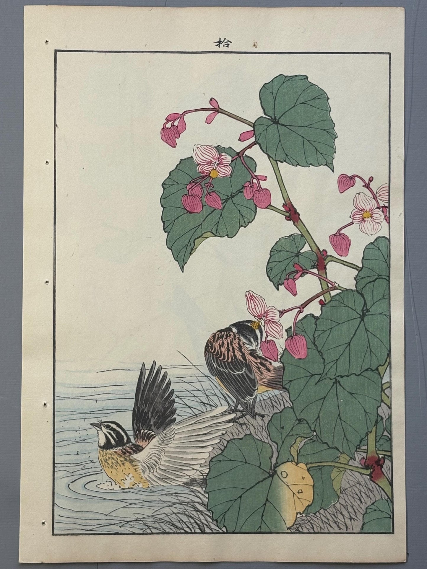 Japanese Antique Original Woodcut Print, 1892, Imao Keinen, "Hardy begonia, Japanese reed bunting"