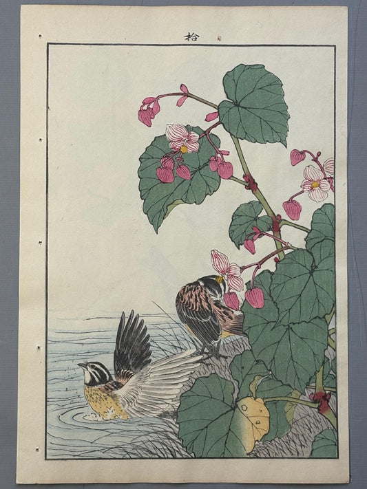 Japanese Antique Original Woodcut Print, 1892, Imao Keinen, "Hardy begonia, Japanese reed bunting"