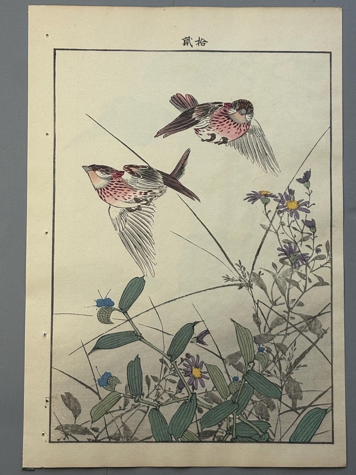 Japanese antique woodcut print, 1892, Imao Keinen, "Wild chrysanthemum, Commelina communis var. hortensis, Rustic bunting"