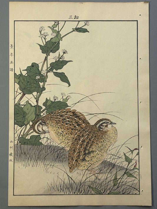 Japanese Antique Original Woodcut Print, 1892, Imao Keinen, "Buckwheat flower, Quail"