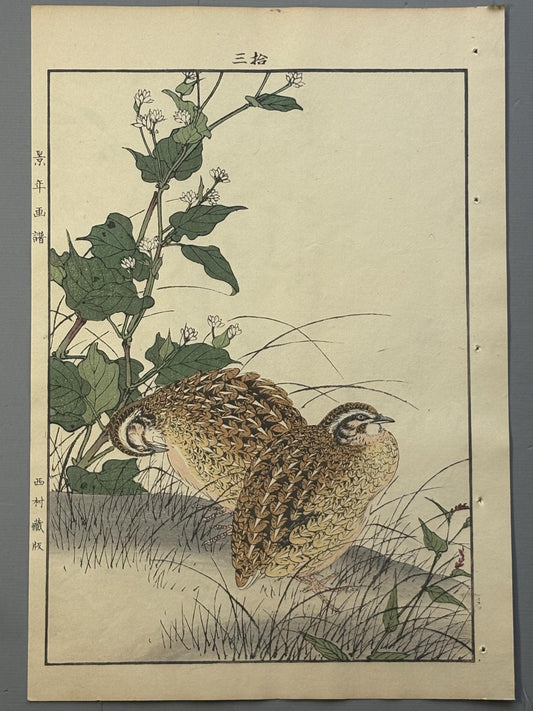 Japanese Antique Original Woodcut Print, 1892, Imao Keinen, "Buckwheat flower, Quail"