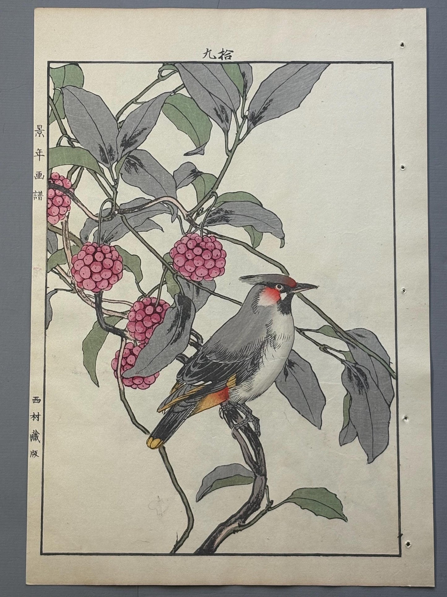 Japanese Antique Original Woodcut Print, 1892, Imao Keinen, "Japanese kadsura, Bohemian waxwing"
