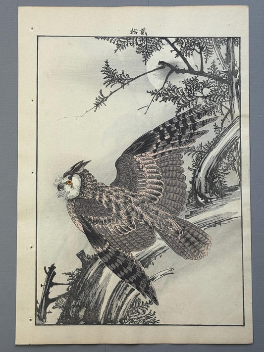 Japanese Antique Original Woodcut Print, 1892, Imao Keinen, "Hinoki cypress, Horned owl"