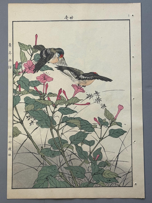 Japanese Antique Original Woodcut Print, 1892, Imao Keinen, "Marvel of peru, Goldcrest"