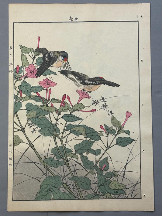Japanese Antique Original Woodcut Print, 1892, Imao Keinen, "Marvel of peru, Goldcrest"