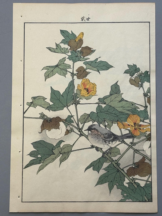 Japanese Antique Original Woodcut Print, 1892, Imao Keinen, "Cotton flower, Japanese accentor"