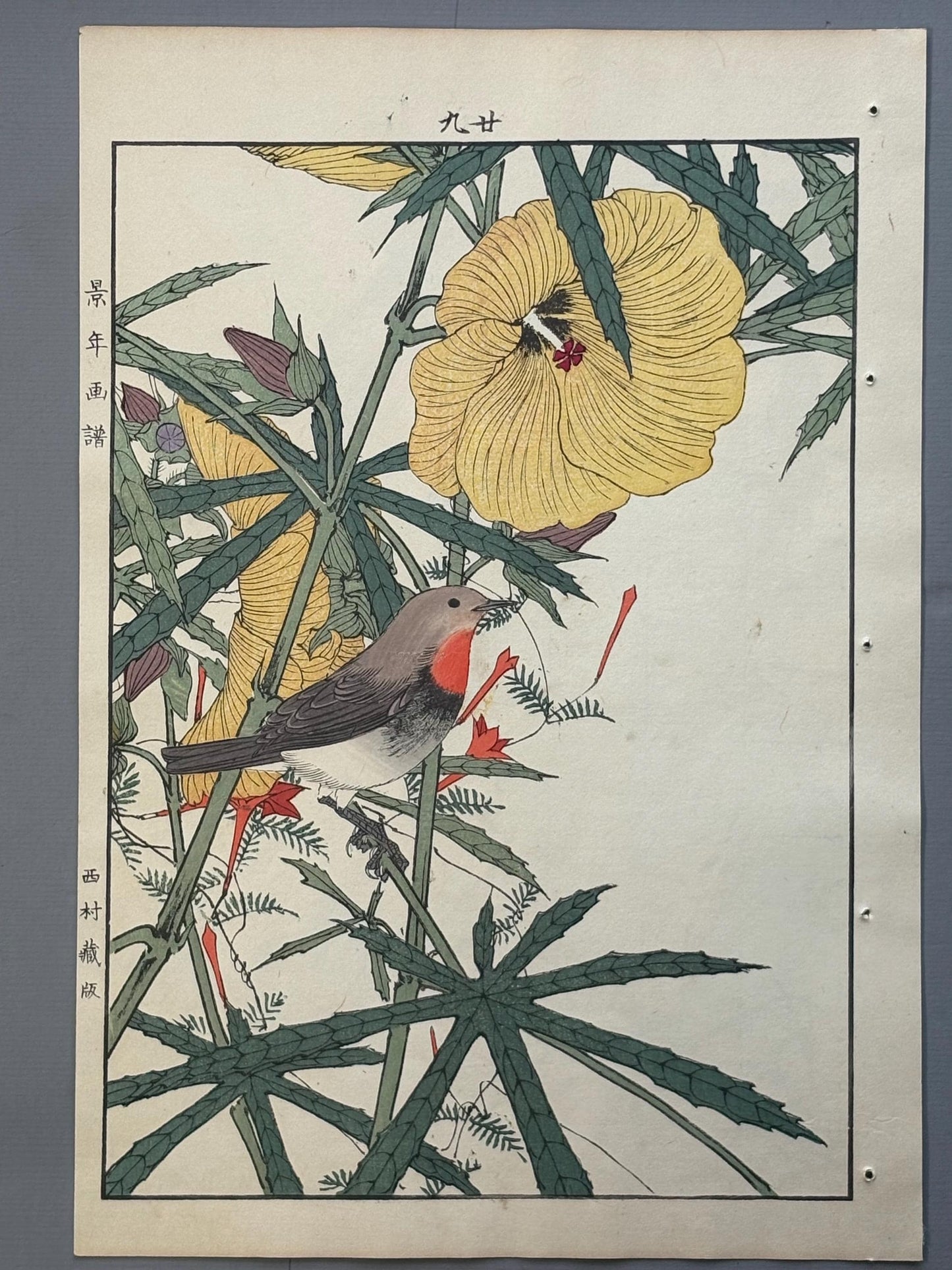 Japanese Antique Original Woodcut Print, Imao Keinen, "Aibika, Cypress Vine, Japanese robin"