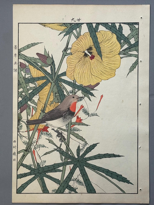Japanese Antique Original Woodcut Print, Imao Keinen, "Aibika, Cypress Vine, Japanese robin"