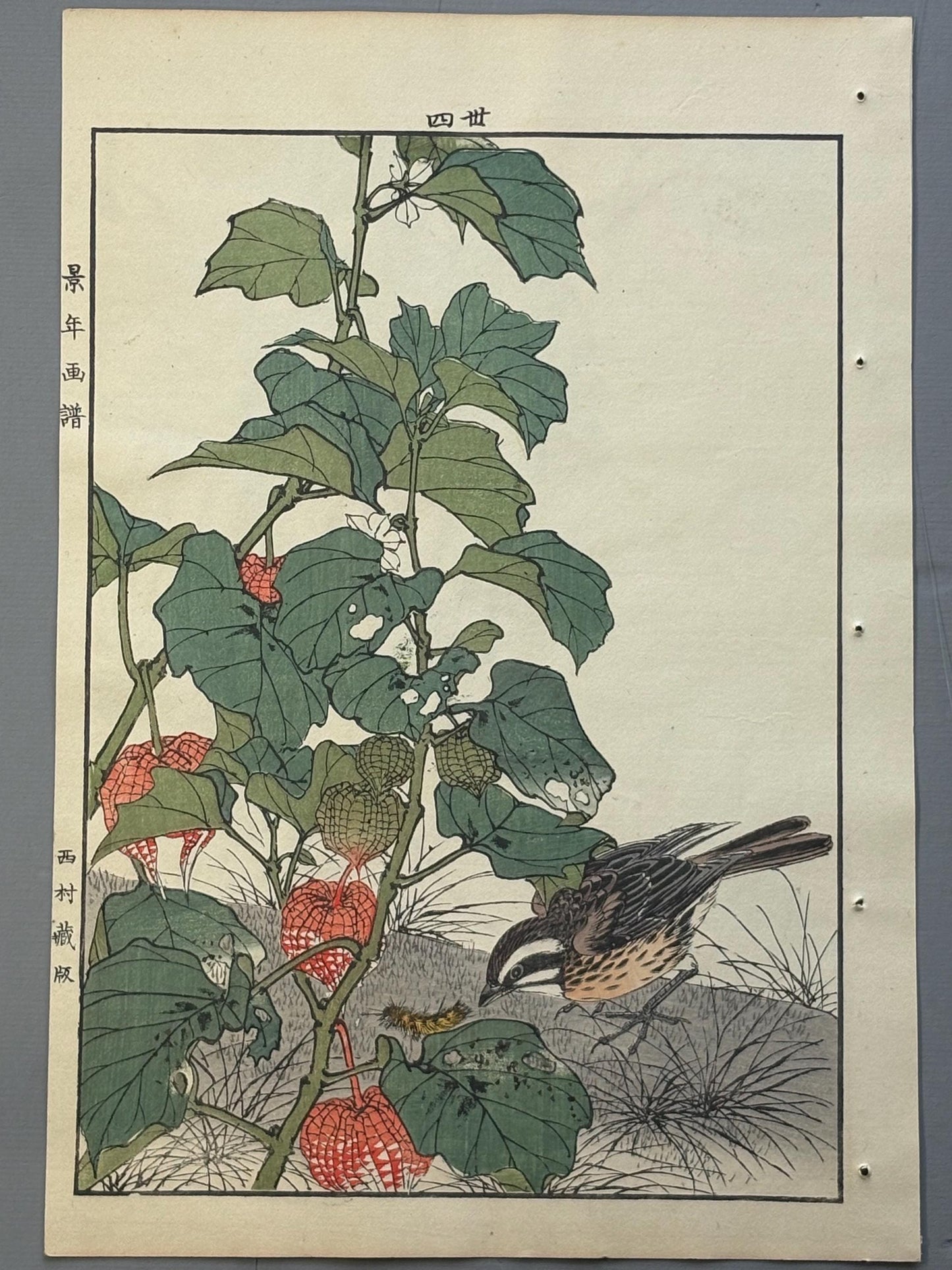 Japanese Antique Original Woodcut Print, Imao Keinen, "Chinese lantern plant, Meadow Bunting"