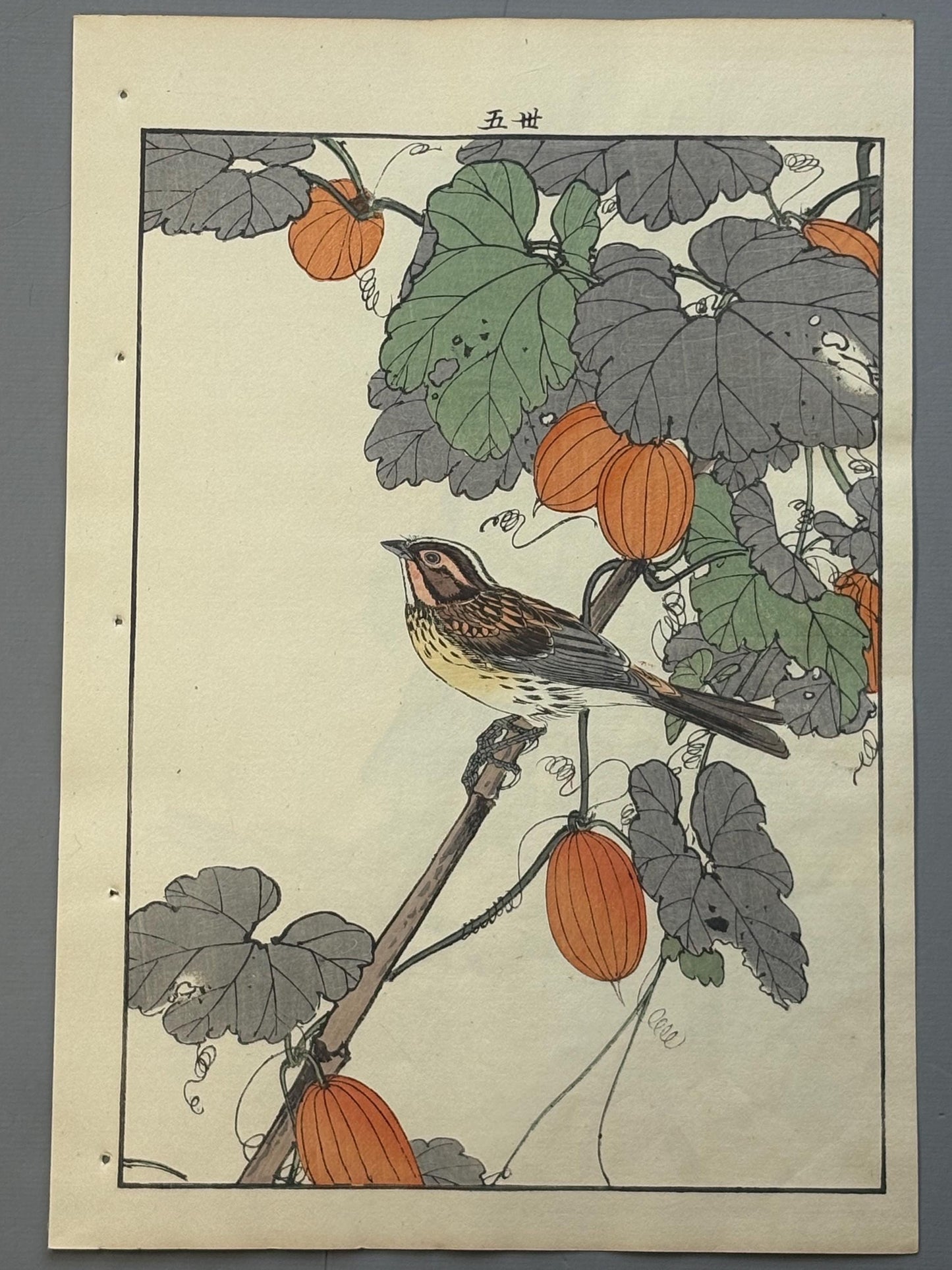 Japanese Antique Original Woodcut Print, 1892, Imao Keinen, "Japanese snake gourd, Yellow-throated bunting"