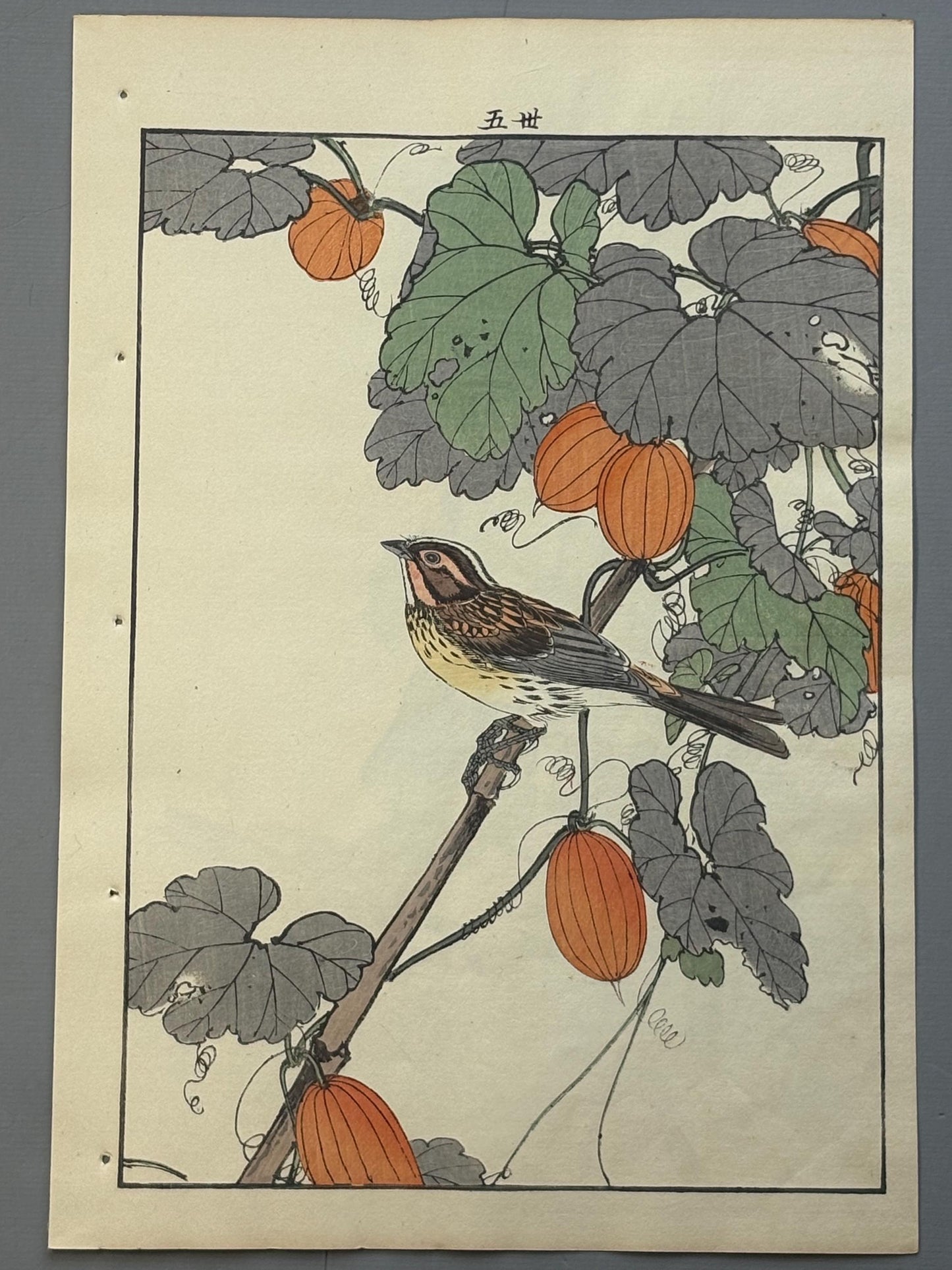 Japanese Antique Original Woodcut Print, 1892, Imao Keinen, "Japanese snake gourd, Yellow-throated bunting"