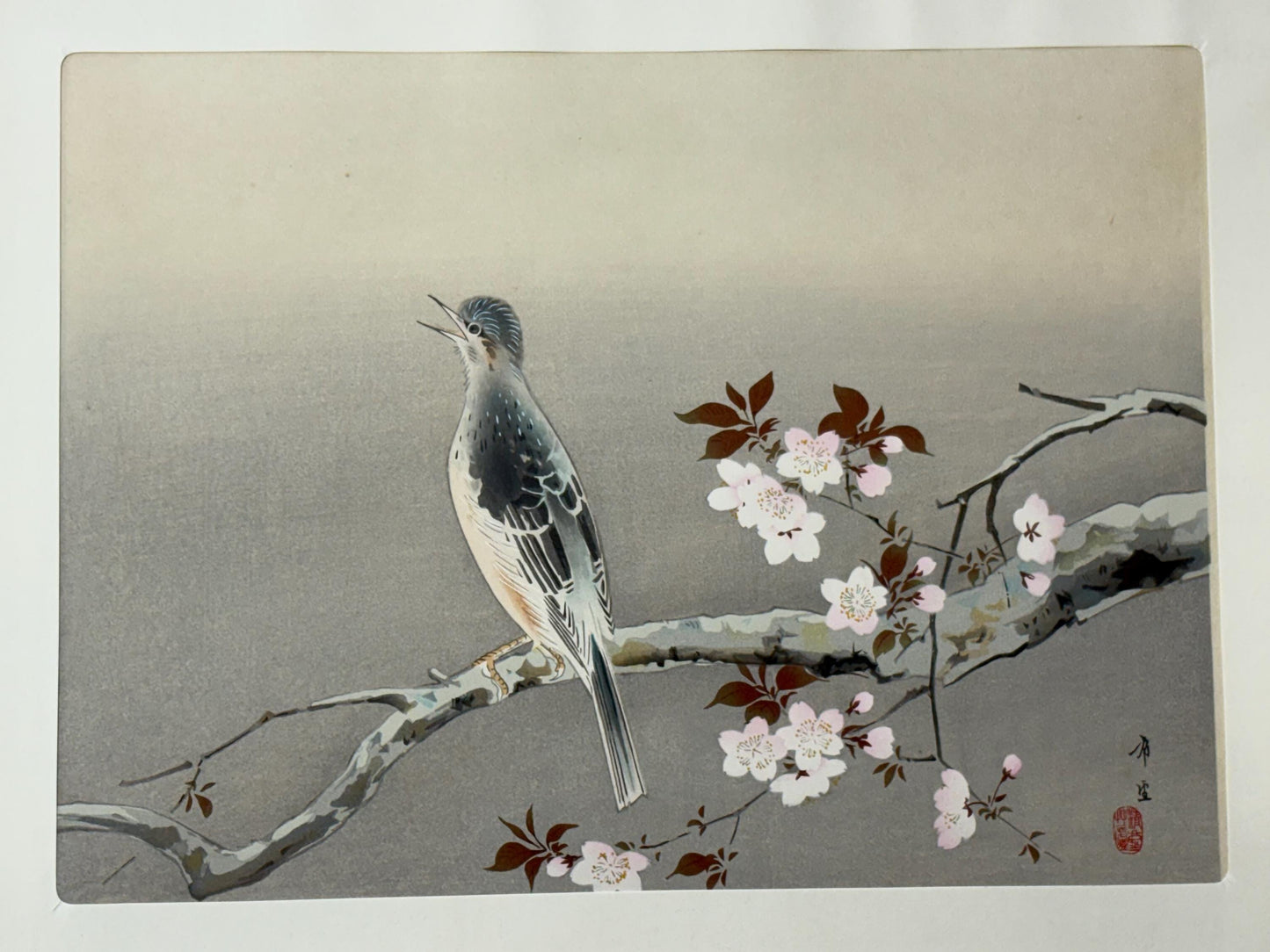Japanese art, woodblock print, Kodama Kibo, "Bulbul on Cherry branch", Large size.