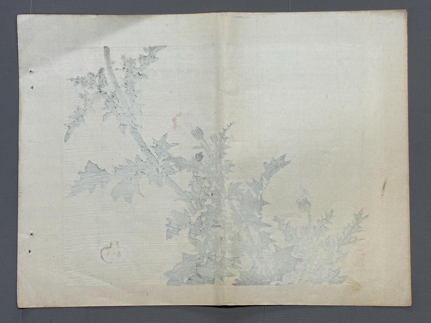 1913, Japanese Woodblock print, antique, Kawabata Gyokushu,  "Thistle Blossom".
