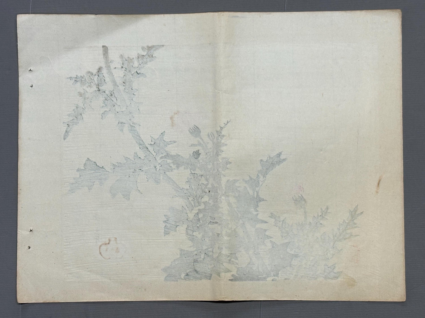 1913, Japanese Woodblock print, Kawabata Gyokushu,  "Thistle Blossom".