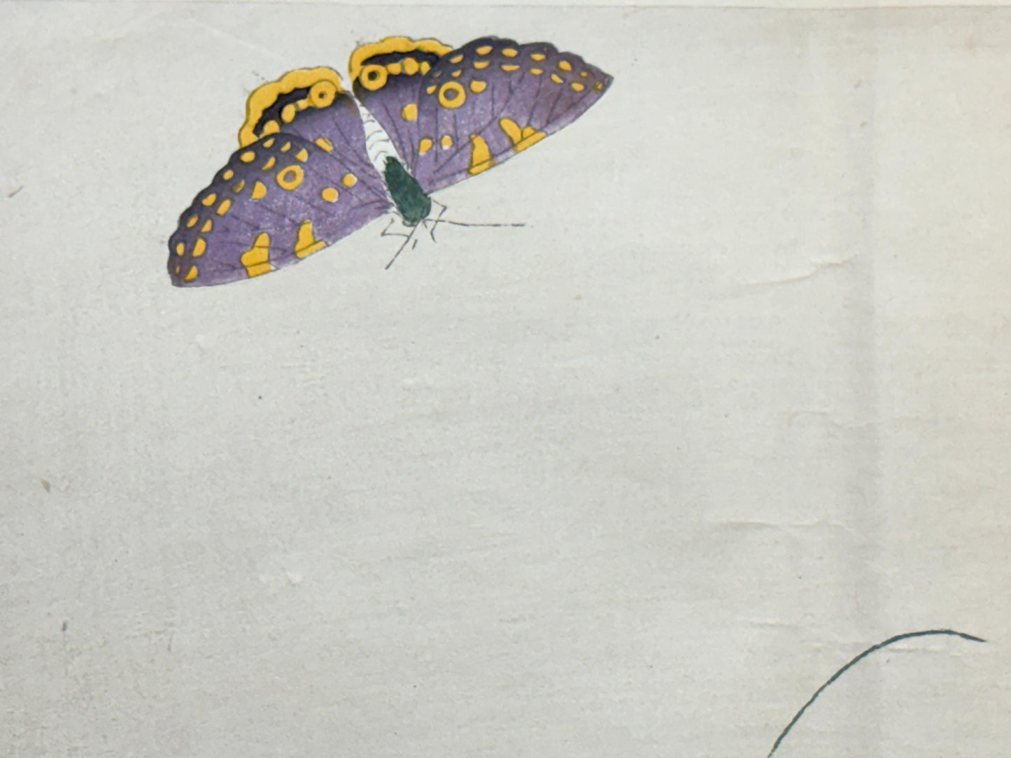 1913, Japanese Woodblock print, antique, Yamada Shokei,  "Butterfly and Morning Glories".