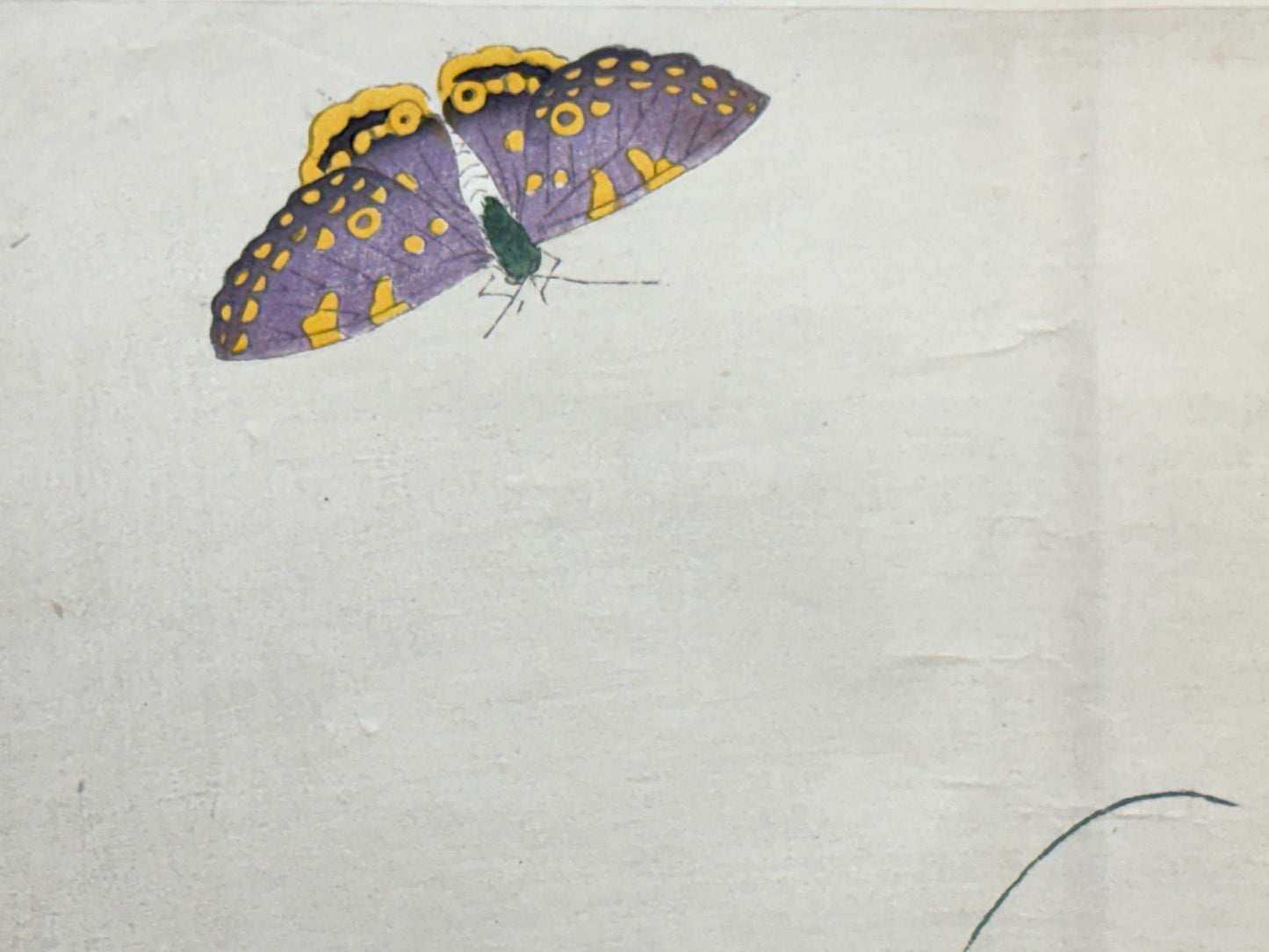 1913, Japanese Woodblock print, Yamada Shokei,  "Butterfly and Morning Glories".