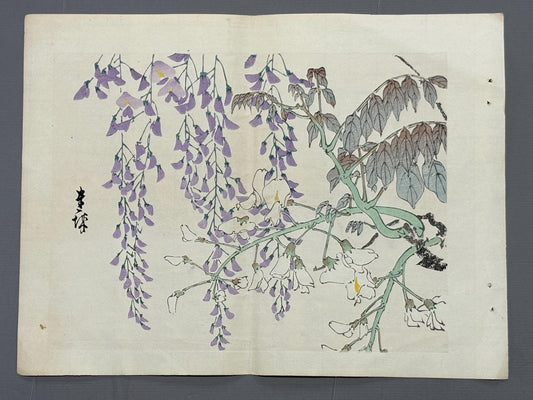1913, Japanese Woodblock print, Ichimi Renjo,  "Purple and White Wisteria".
