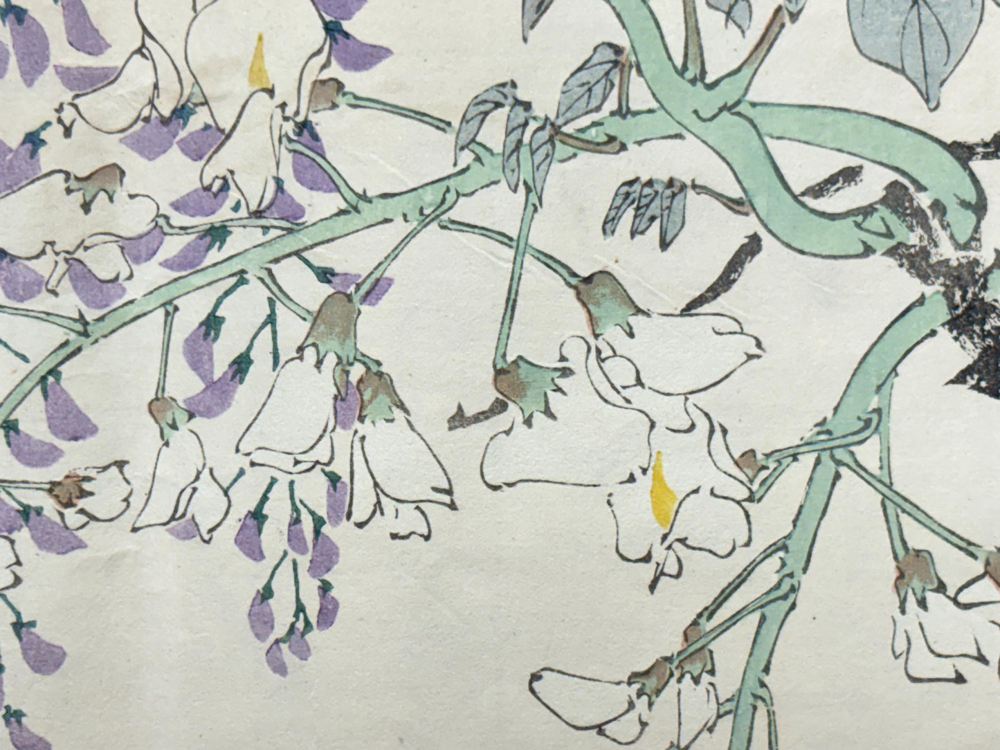 1913, Japanese Woodblock print, antique, Ichimi Renjo,  "Purple and White Wisteria".