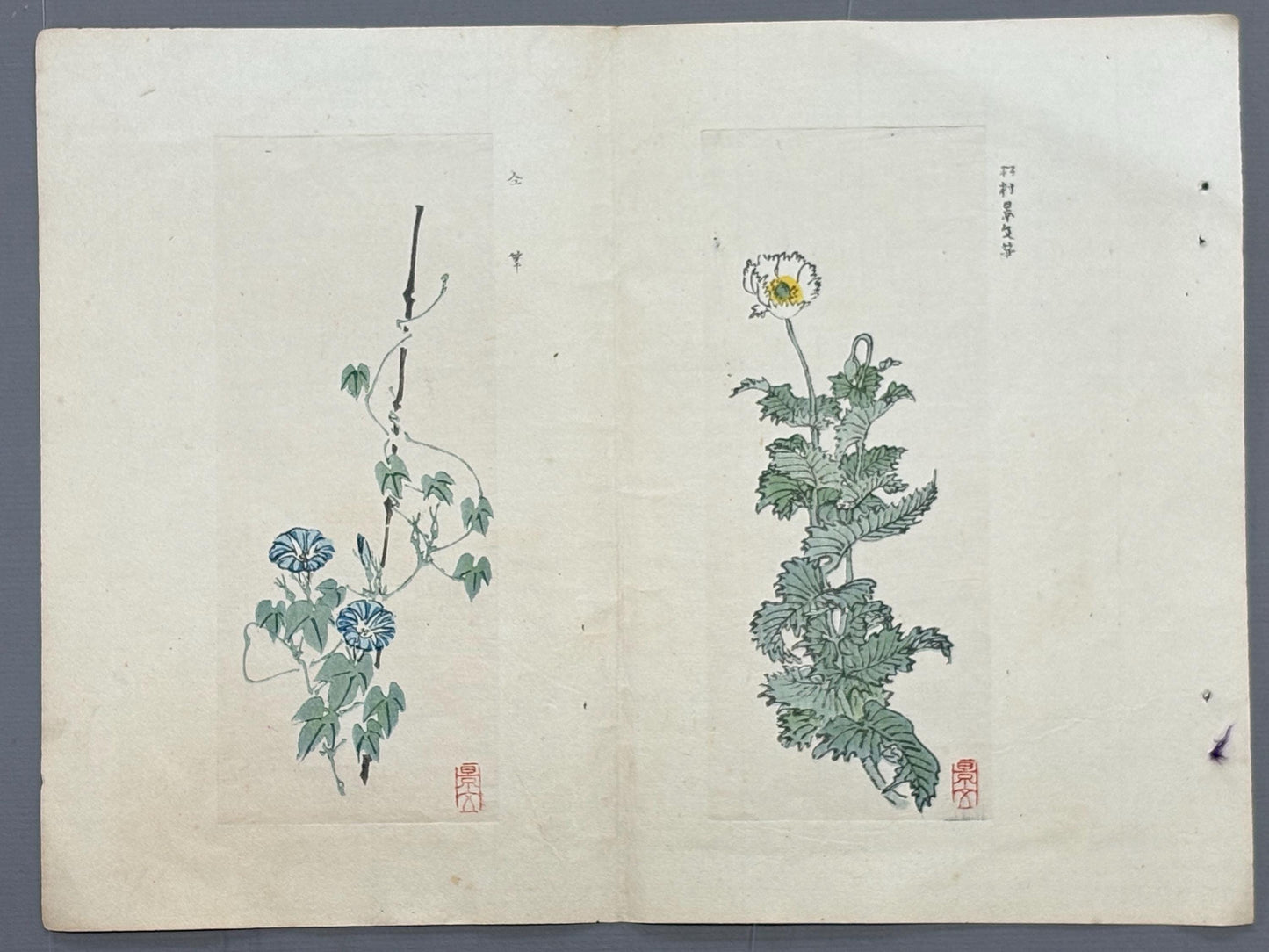 1913, Japanese Woodblock print, antique, Yamada Shokei,  "Poppies and Morning Glories".