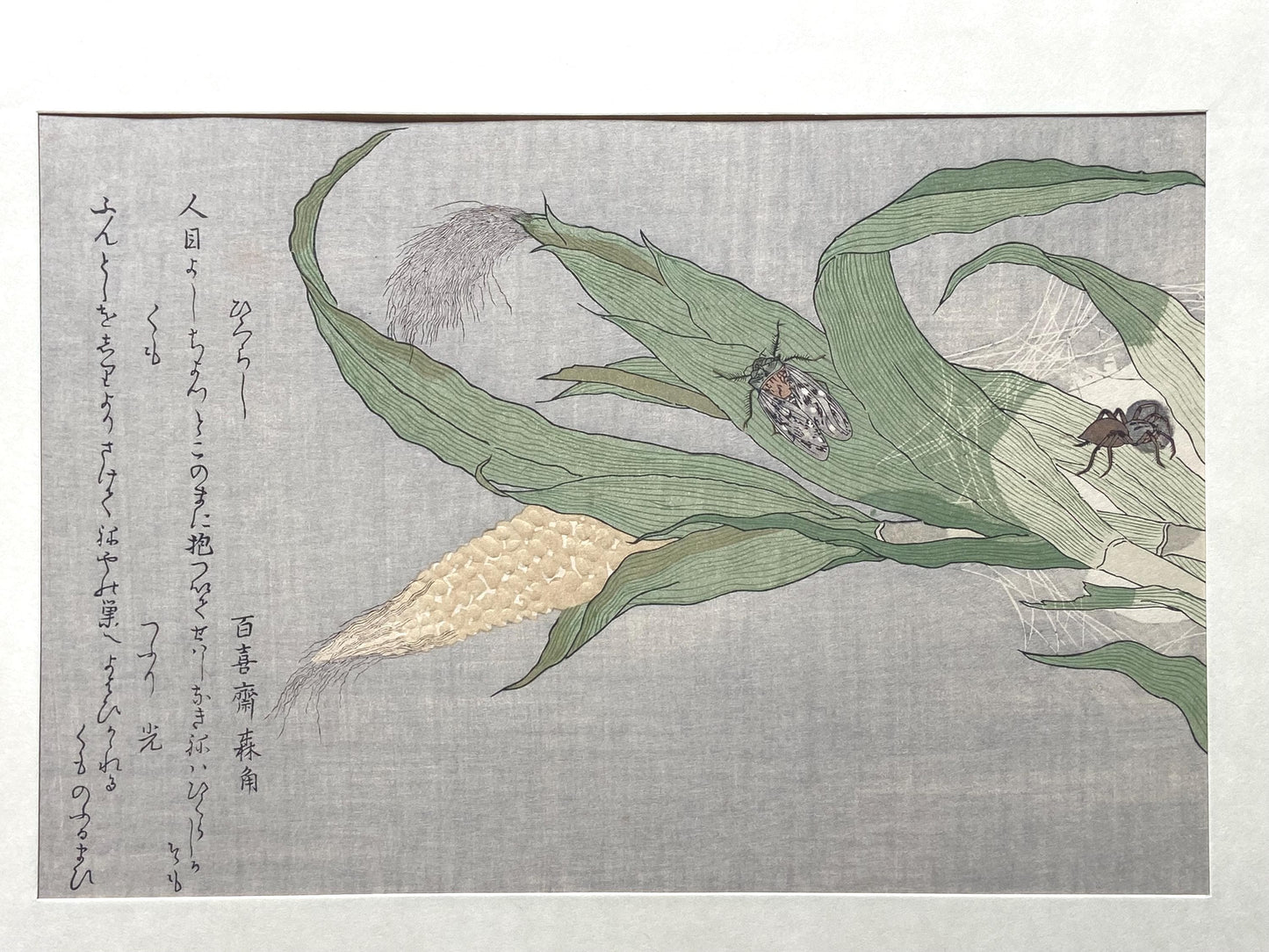 Japanese Ukiyoe, woodcut print, Utamaro, "Spider (Kumo) and Evening Cicada (Higurashi)"