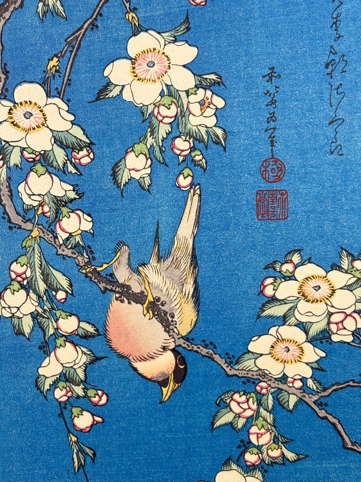 Japanese Ukiyo-e Woodblock print, Katsushika Hokusai, "A Bullfinch and A Dropping Cherry Tree"
