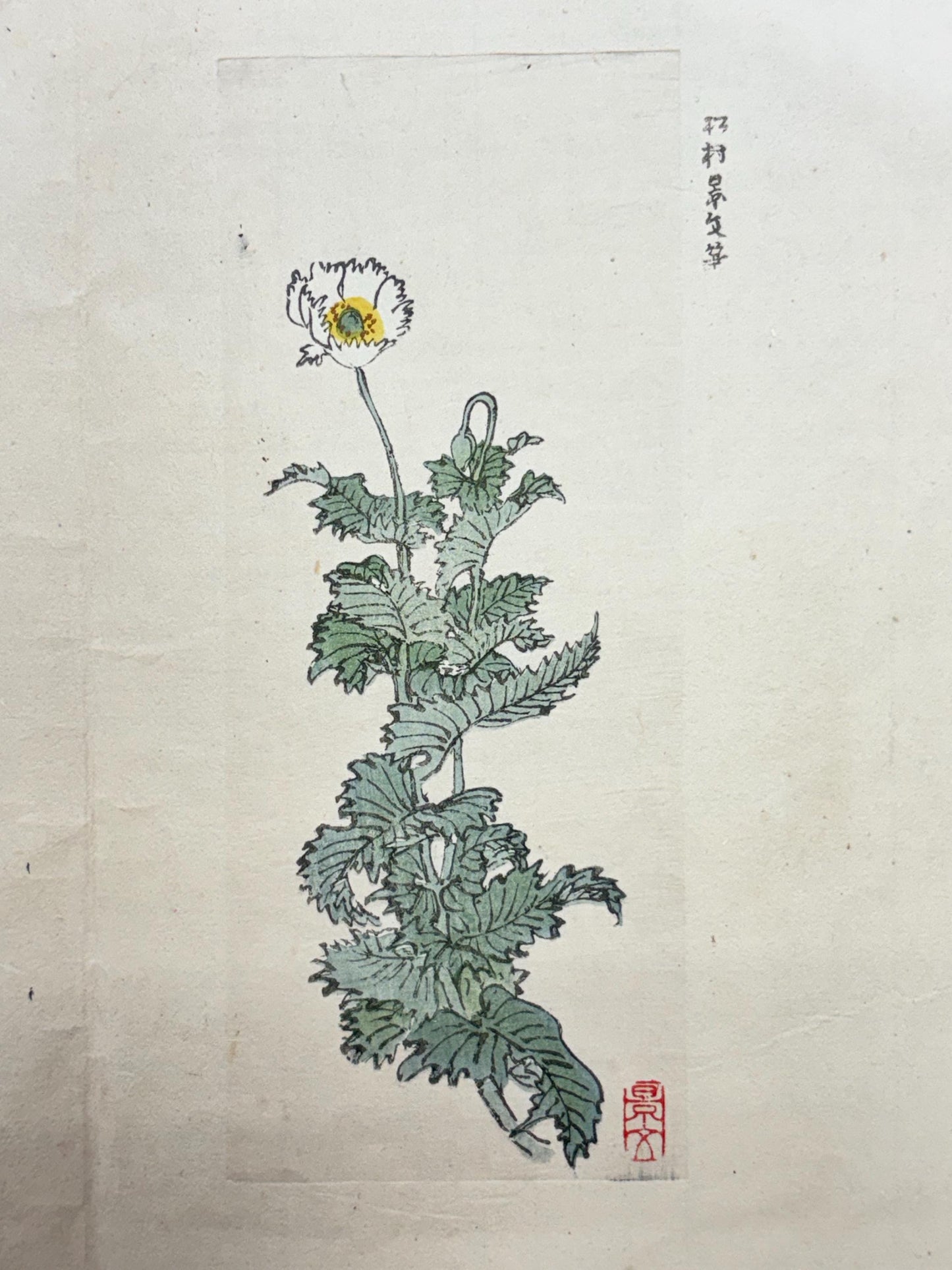 1913, Japanese Woodblock print, antique, Yamada Shokei,  "Poppies and Morning Glories".