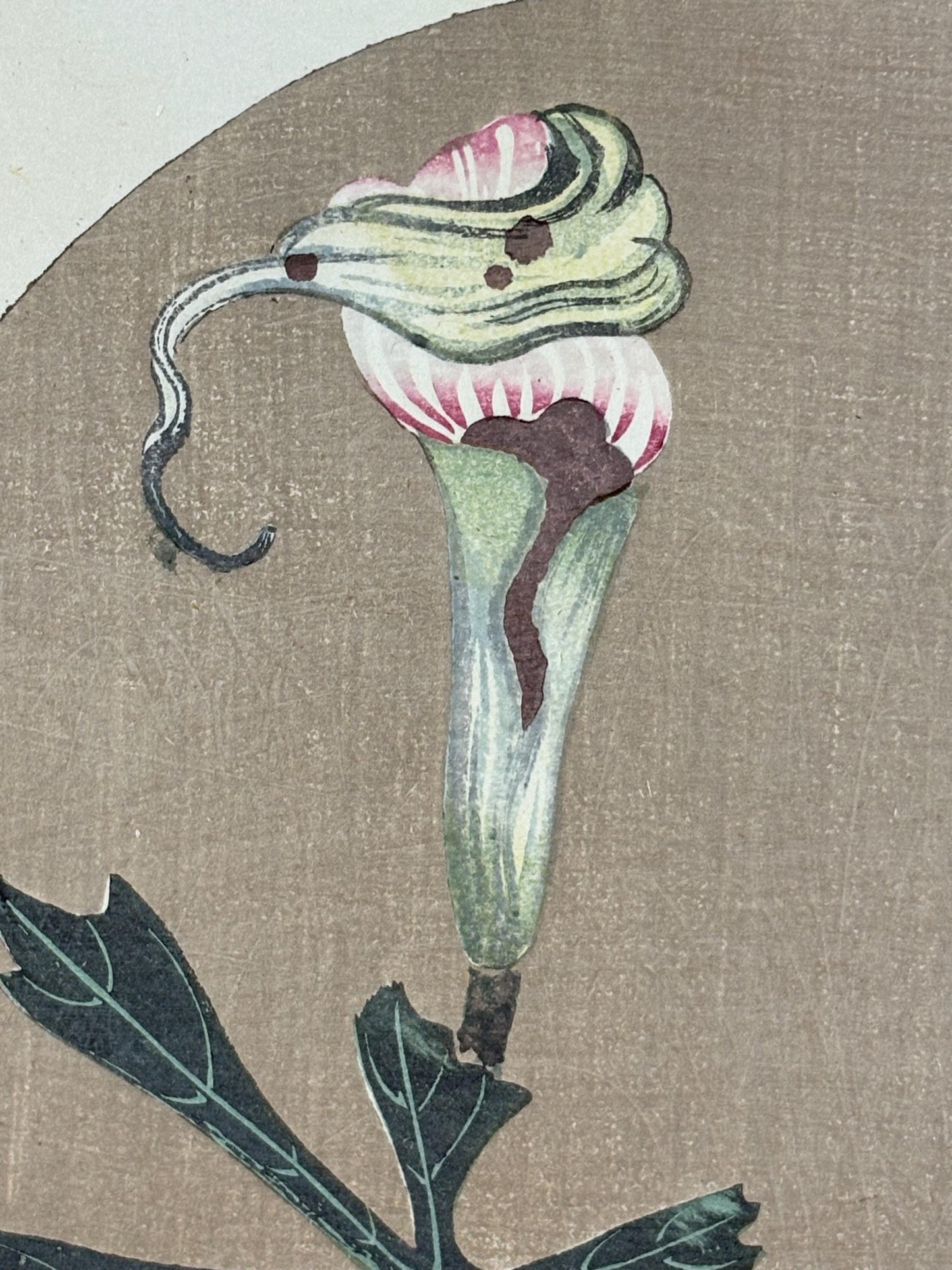 1908, Japanese antique woodblock print, Ito Jakuchu, "Jack in the pulpit, from Jakuchu gafu"