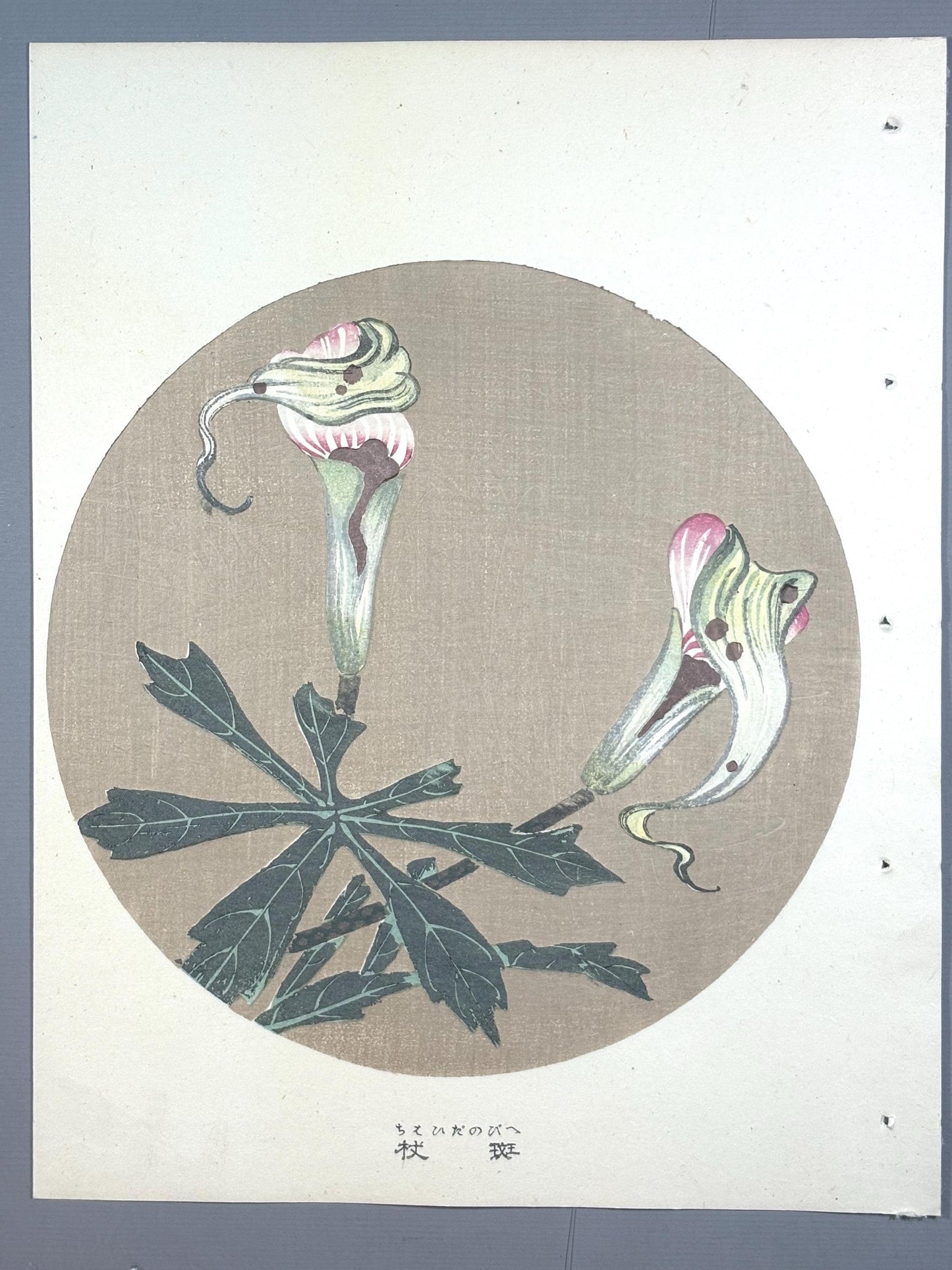 1908, Japanese antique woodblock print, Ito Jakuchu, "Jack in the pulpit, from Jakuchu gafu"