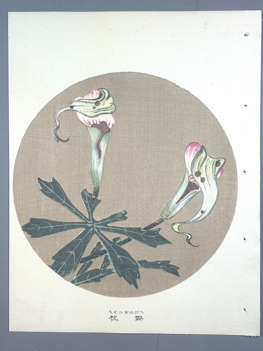 1908, Japanese antique woodblock print, Ito Jakuchu, "Jack in the pulpit, from Jakuchu gafu"