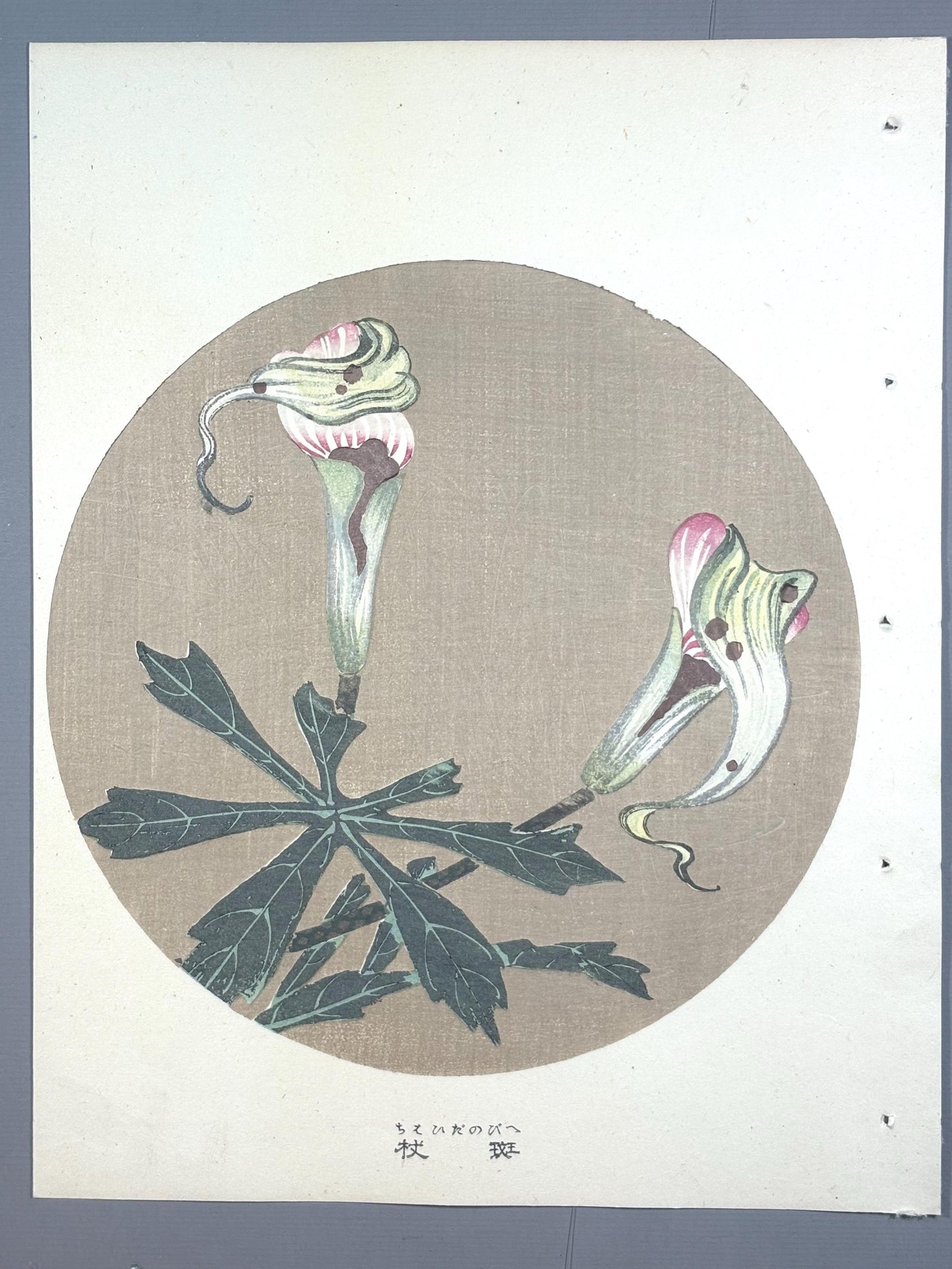 1908, Japanese antique woodblock print, Ito Jakuchu, "Jack in the pulpit, from Jakuchu gafu"