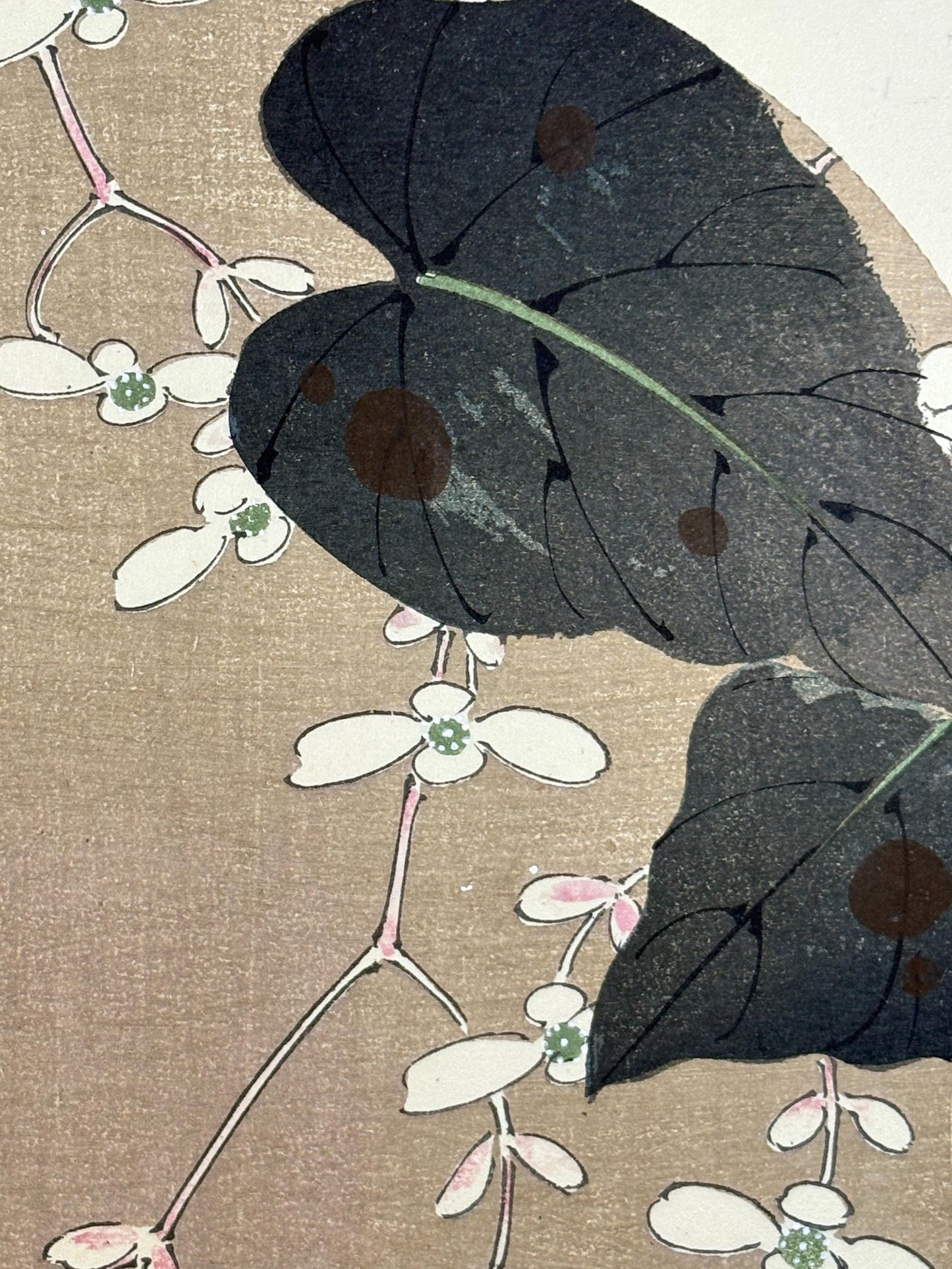 1908, Japanese antique woodblock print, Ito Jakuchu, "hardy begonia, from Jakuchu gafu"