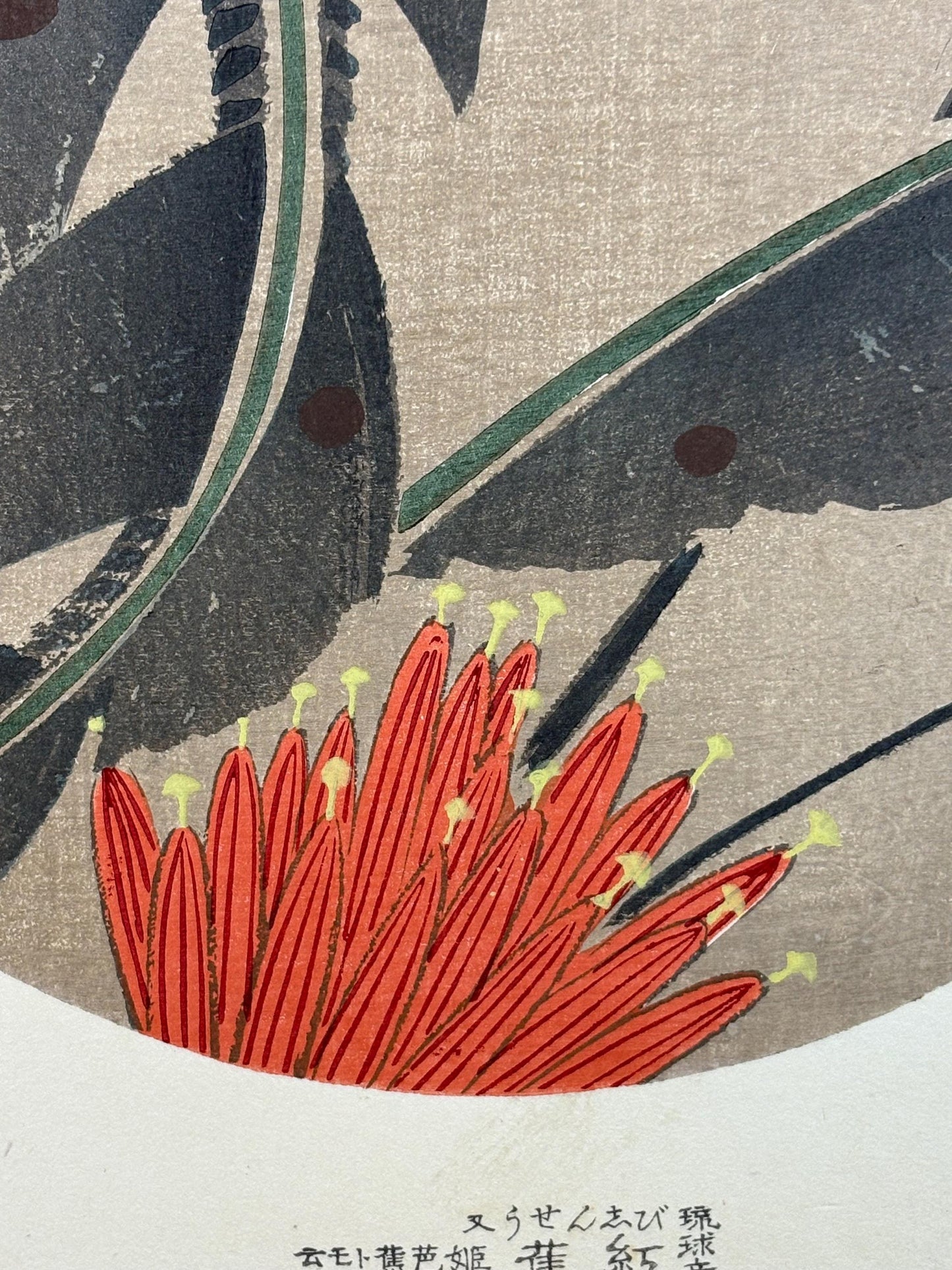 1908, Japanese antique woodblock print, Ito Jakuchu, "Scarlet banana, from Jakuchu gafu"