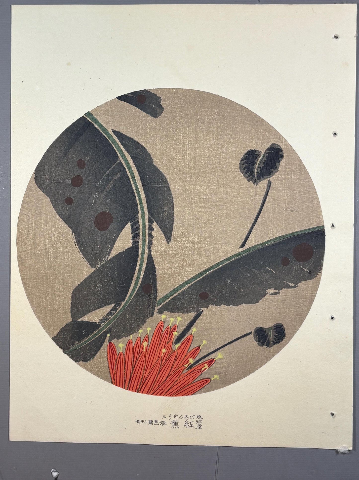 1908, Japanese antique woodblock print, Ito Jakuchu, "Scarlet banana, from Jakuchu gafu"