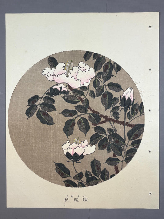 1908, Japanese antique woodblock print, Ito Jakuchu, "Japanese Pagoda Tree, from Jakuchu gafu"