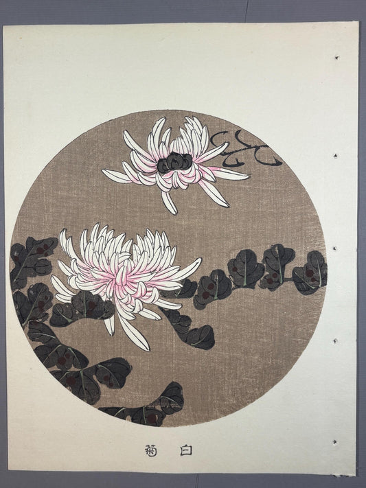 1908, Japanese antique woodblock print, Ito Jakuchu, "white chrysanthemum, from Jakuchu gafu"