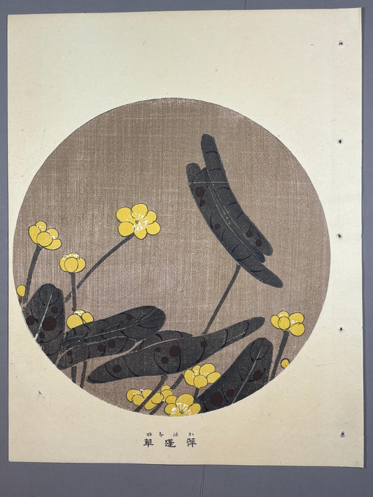 1908, Japanese antique woodblock print, Ito Jakuchu, "Japanese Pond-lily, from Jakuchu gafu"
